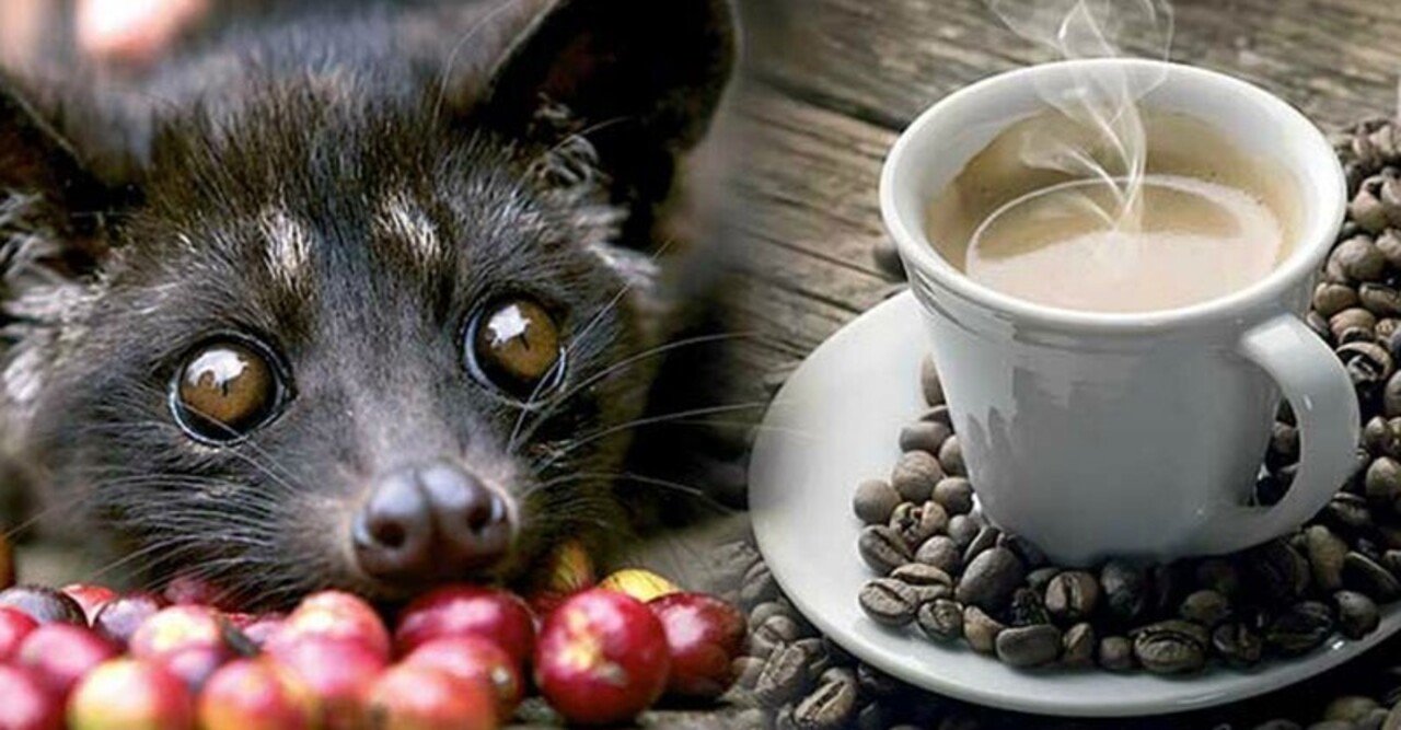 コピ・ルアク」世界で最も希少なコーヒ｜あき