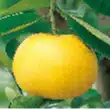 山野柑子