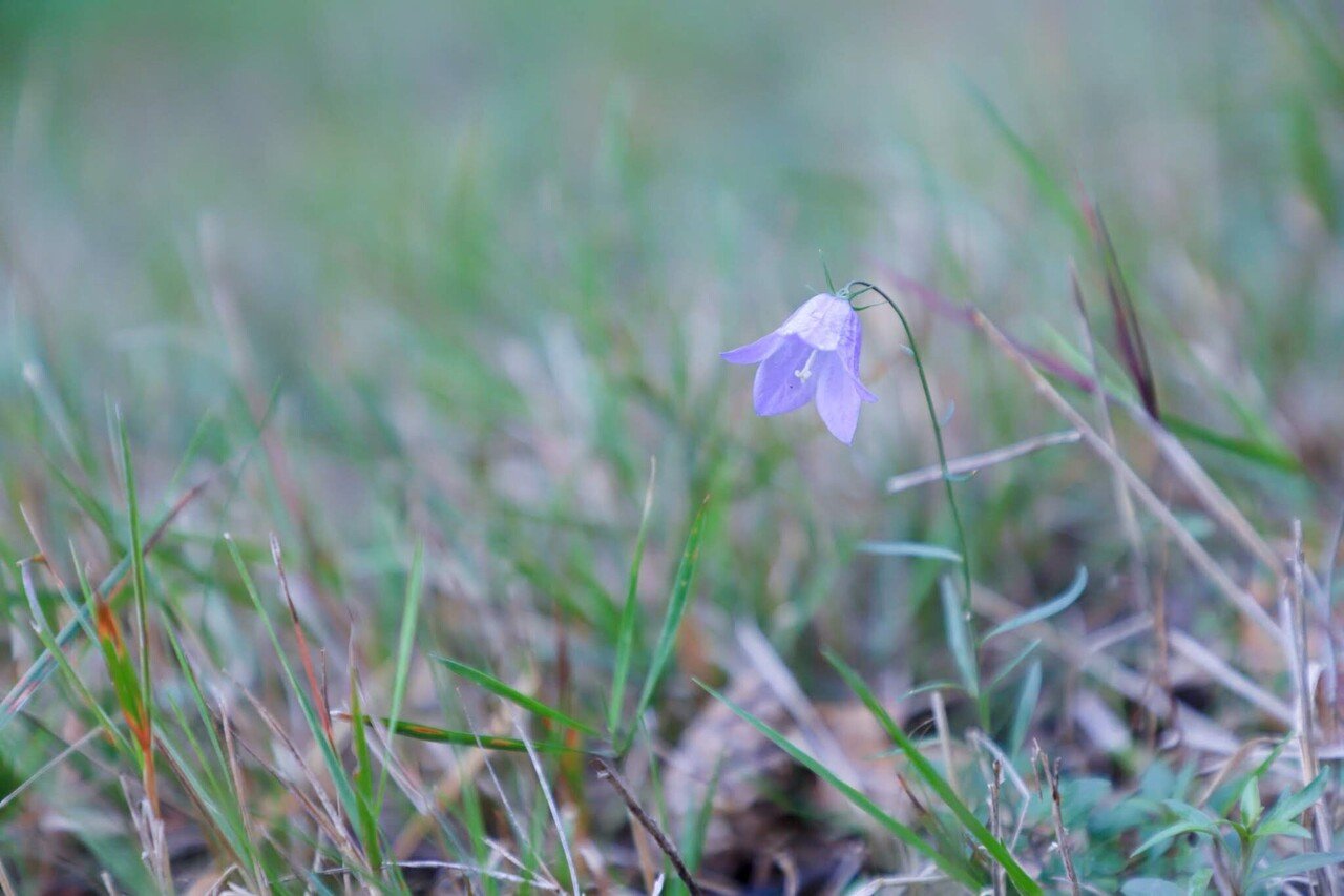 Trip｜私のフィンランド探訪記 〈07.草花のある景色〉｜LAPUAN