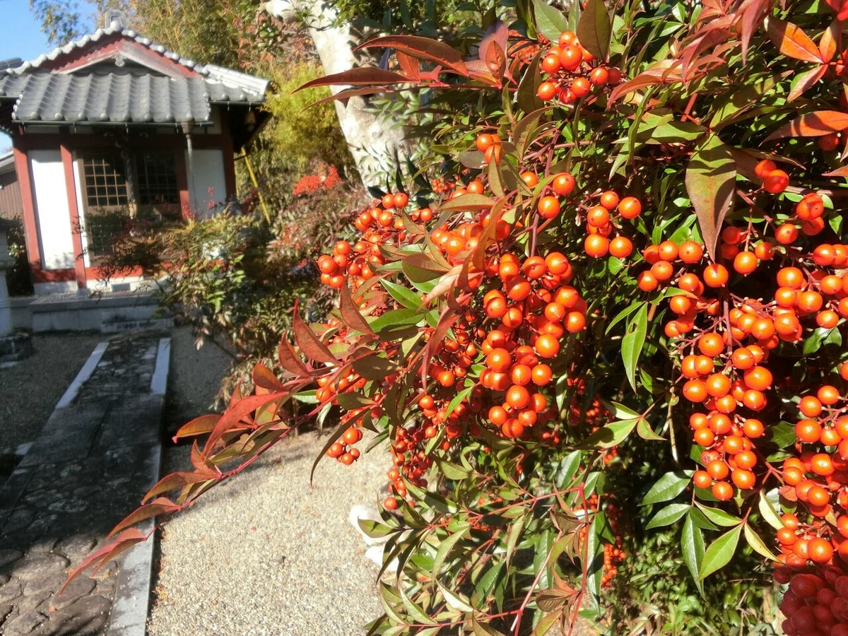 画像5