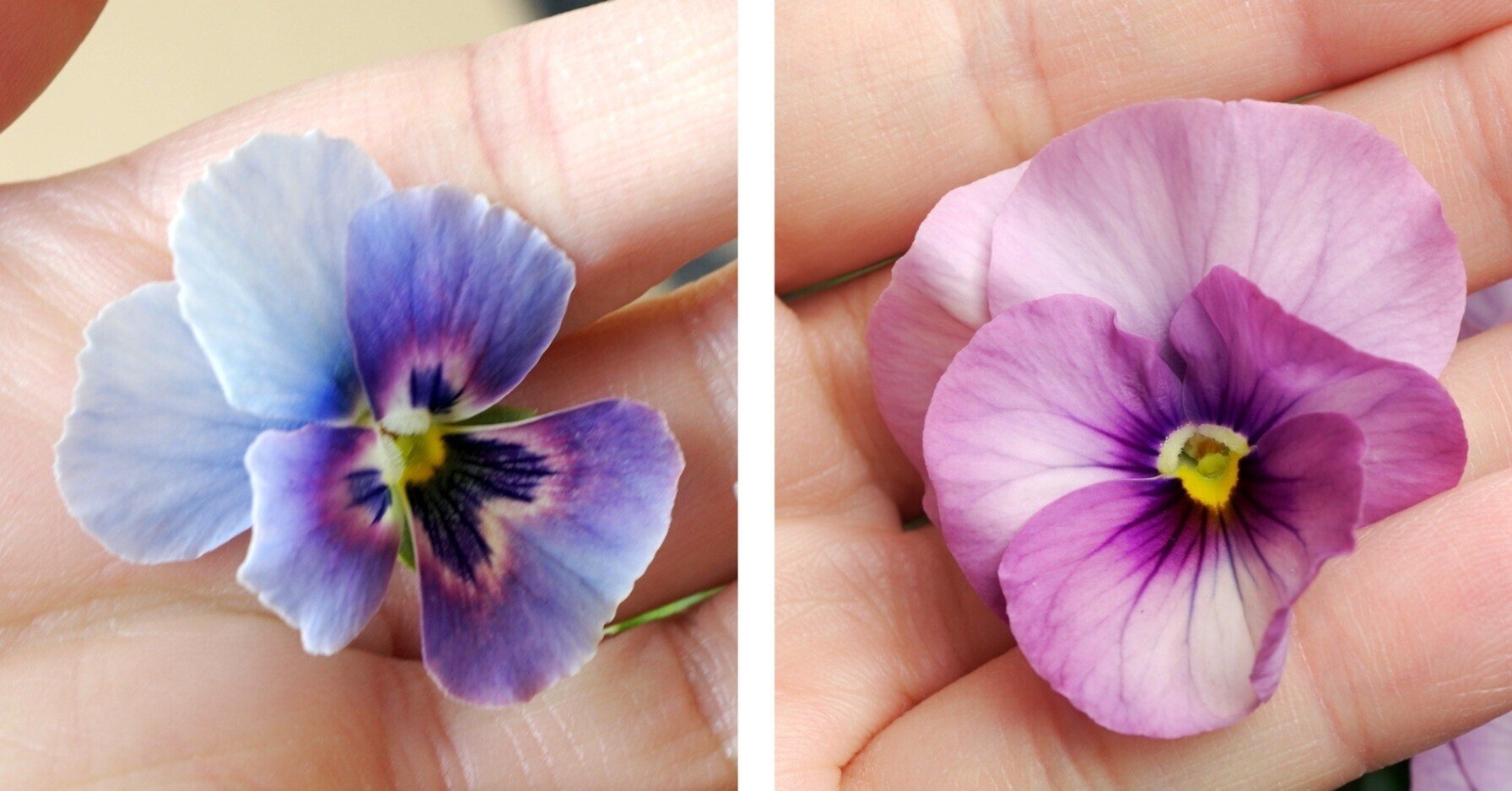 21年パンジービオラさん交配結果 ゆかこ うつ畑 Note 21年パンジービオラさん交配結果 ゆかこ うつ畑 Note