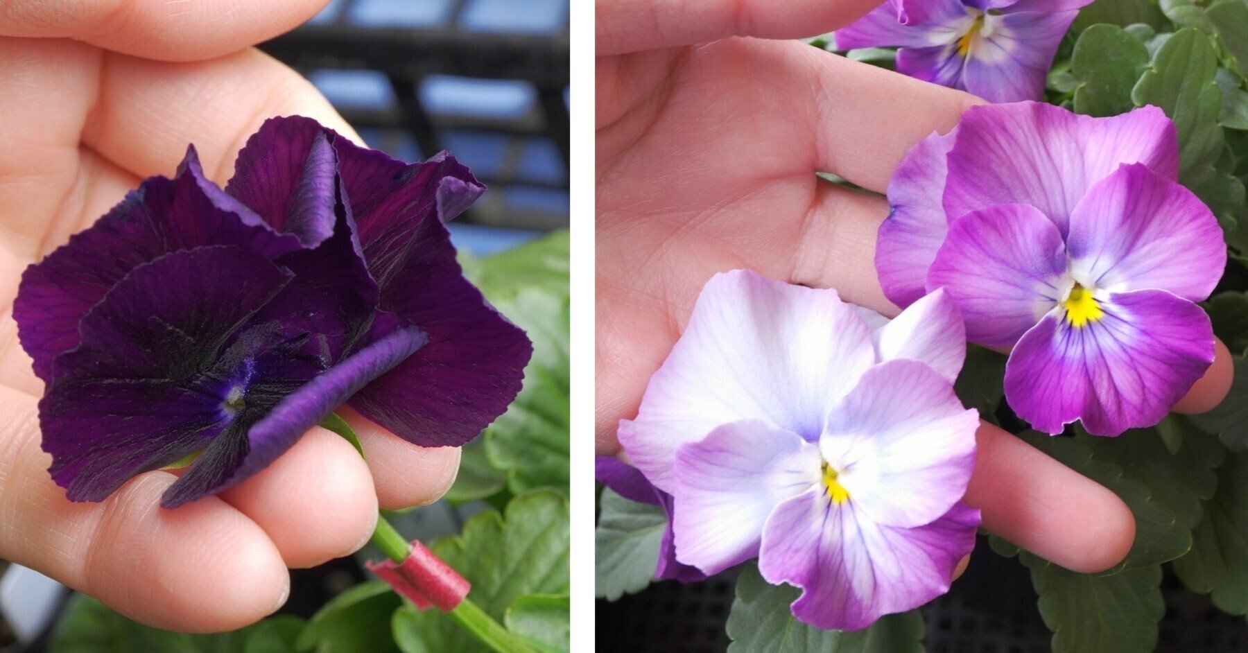 21年パンジービオラさん交配結果 うつ畑 Note 21年パンジービオラさん交配結果 うつ畑 Note