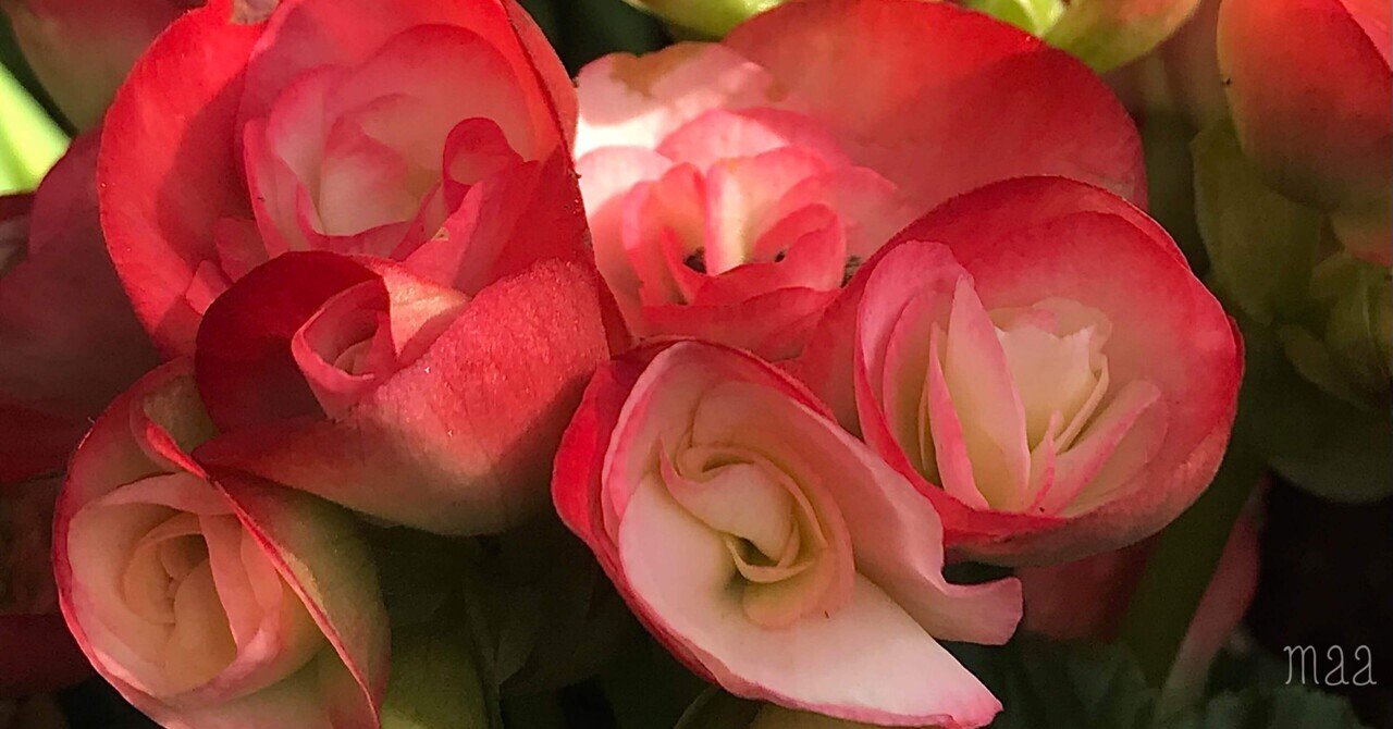 リーガースベコニア Maa Note リーガースベコニア Maa Note