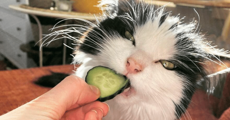 変な猫 5 〜 きゅうりを食べる