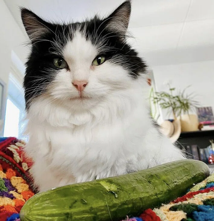 変な猫 5 きゅうりを食べる ノリノリ Note 変な猫 5 きゅうりを食べる ノリノリ Note