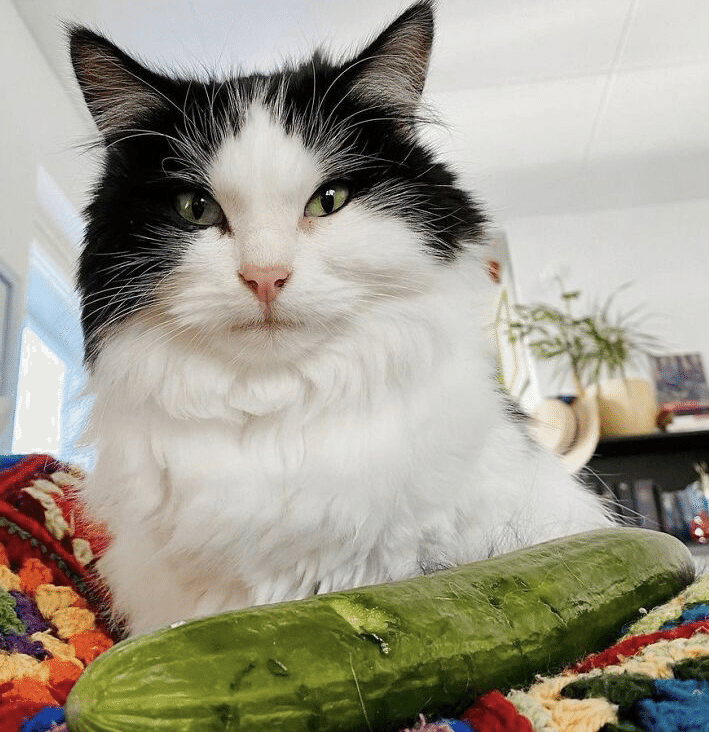 変な猫 5 〜 きゅうりを食べる｜ノリノリ