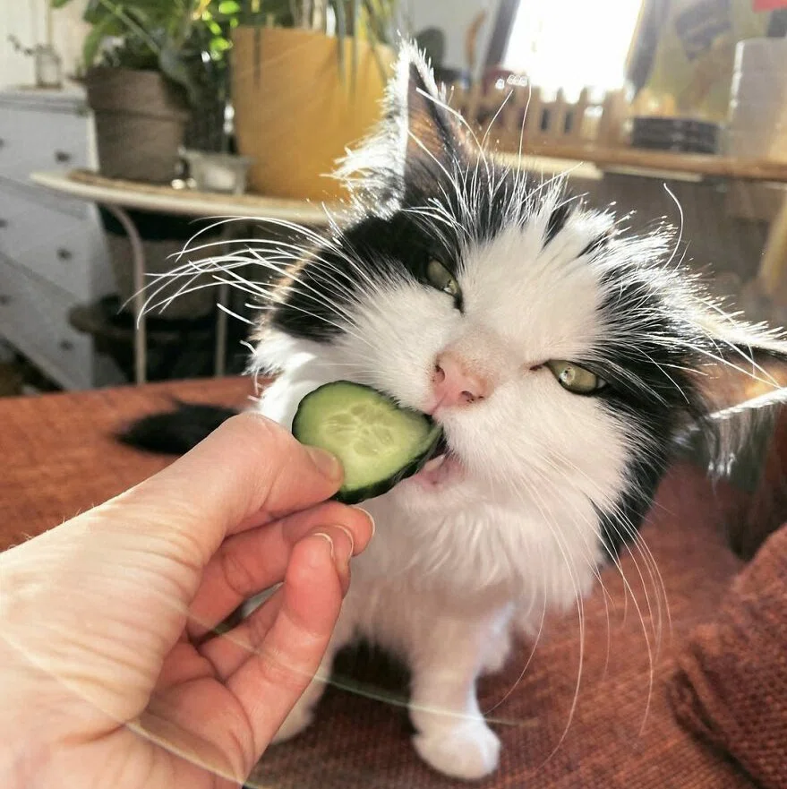 変な猫 5 きゅうりを食べる ノリノリ Note 変な猫 5 きゅうりを食べる ノリノリ Note