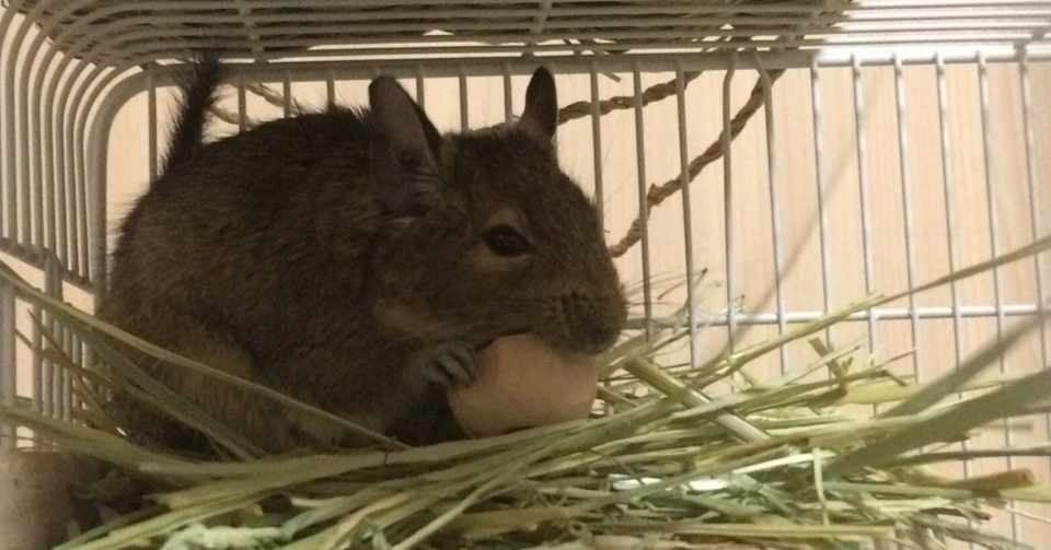 アンデスに住んでいるデグーについて Kuku ふく Note