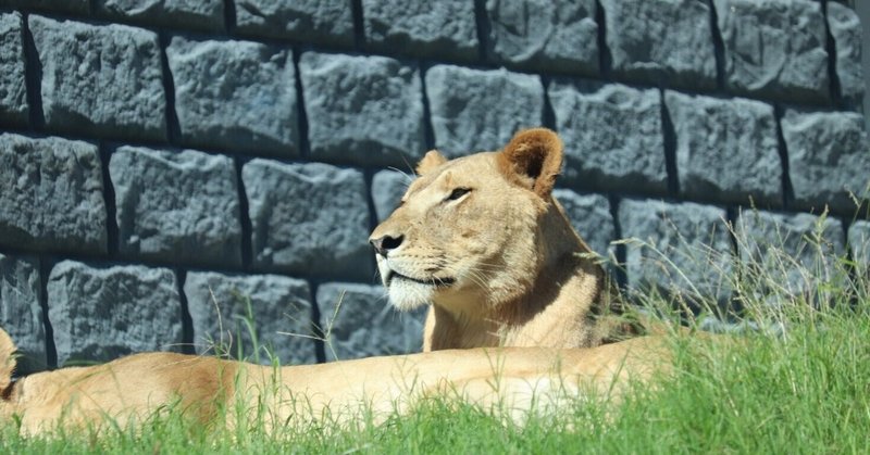 スタッフコラム「動物園はお一人様でリターンズ～ライオンバス編～」