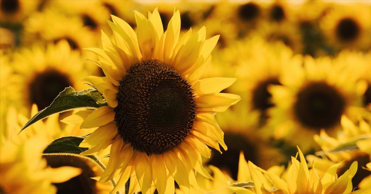 妄想、空想、そろそろ暴走。25歳で会社を辞めましたが、今はとても元気です。｜piece of lemon｜note