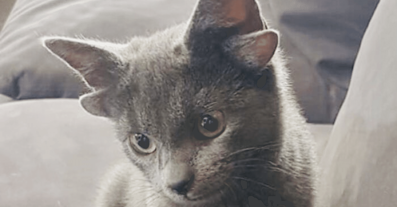 変な猫 4 耳が４つ ノリノリ Note
