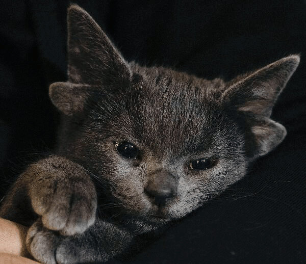 変な猫 4 耳が４つ ノリノリ Note