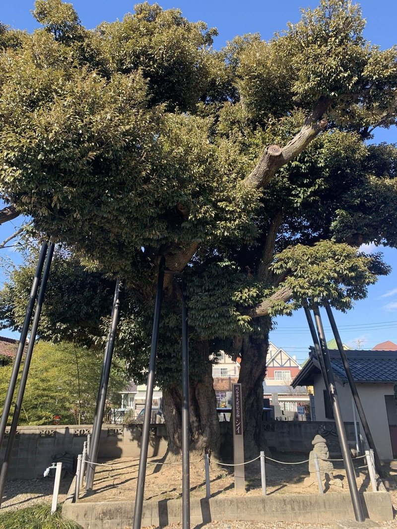 乗蓮寺の樹齢850年のシイ