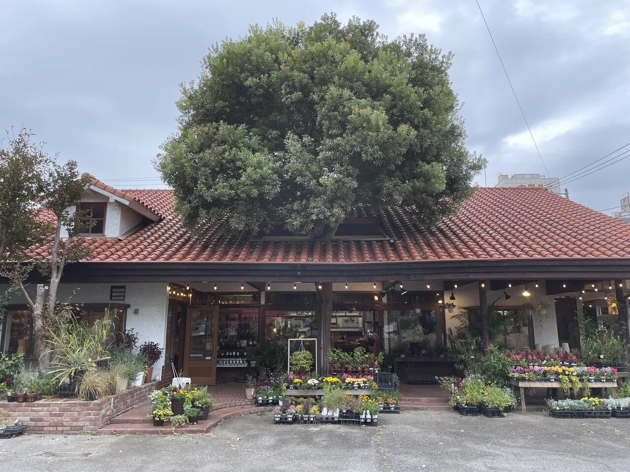 はじめまして 木の下の花屋 Kazamidoriです 木の下の花屋 Kazamidori Note はじめまして 木の下の花屋 Kazamidoriです 木の下の花屋 Kazamidori Note