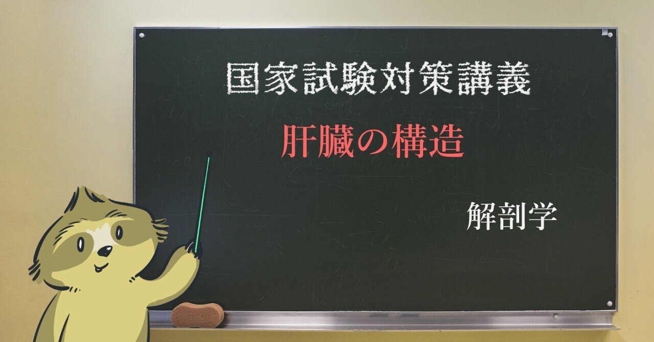 解剖学 イラストで学ぶ 肝臓について 森元塾 国家試験対策 Note