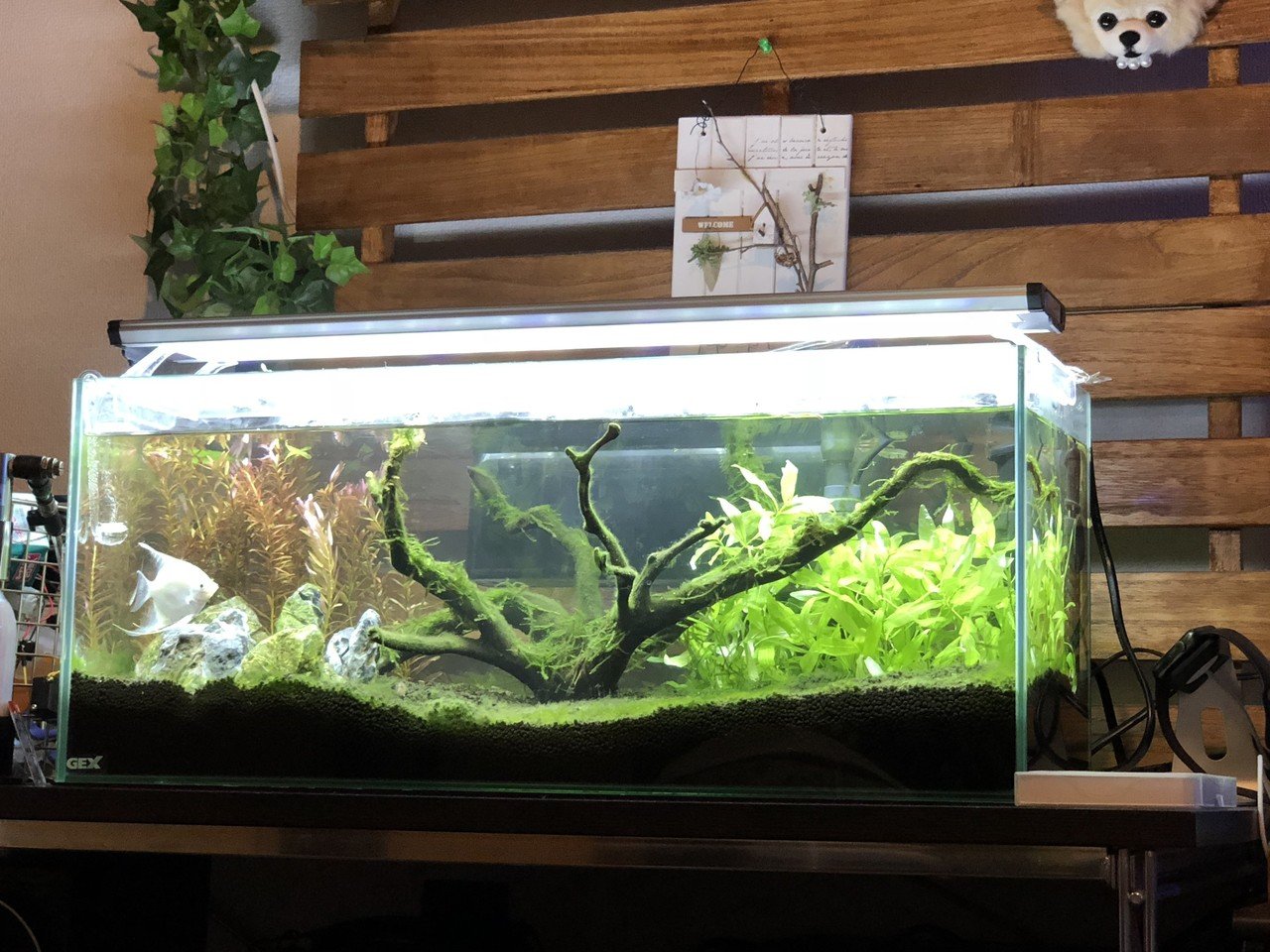 美しい ネイチャーアクアリウムを目指して イノカ Note