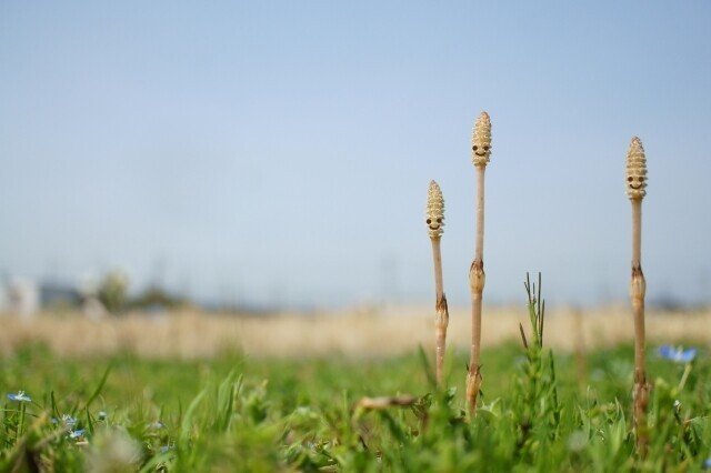「やりたいことがない」 「夢中になれるものがない」 そんな時は日々の小さな喜びに目を向ける 喜びが夢中になれるものを