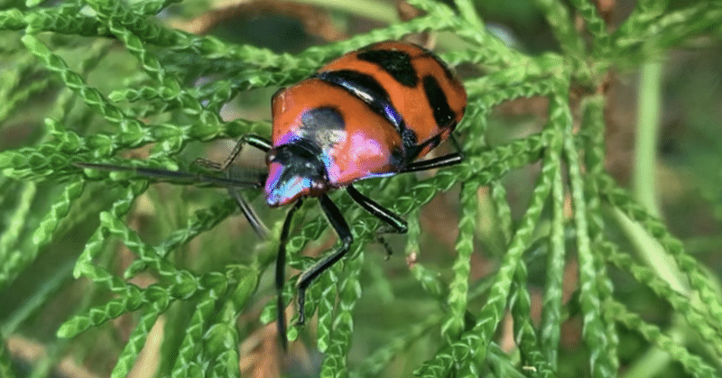 オオキンカメムシ Eucorysses grandis