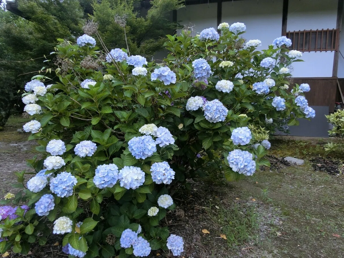 画像13