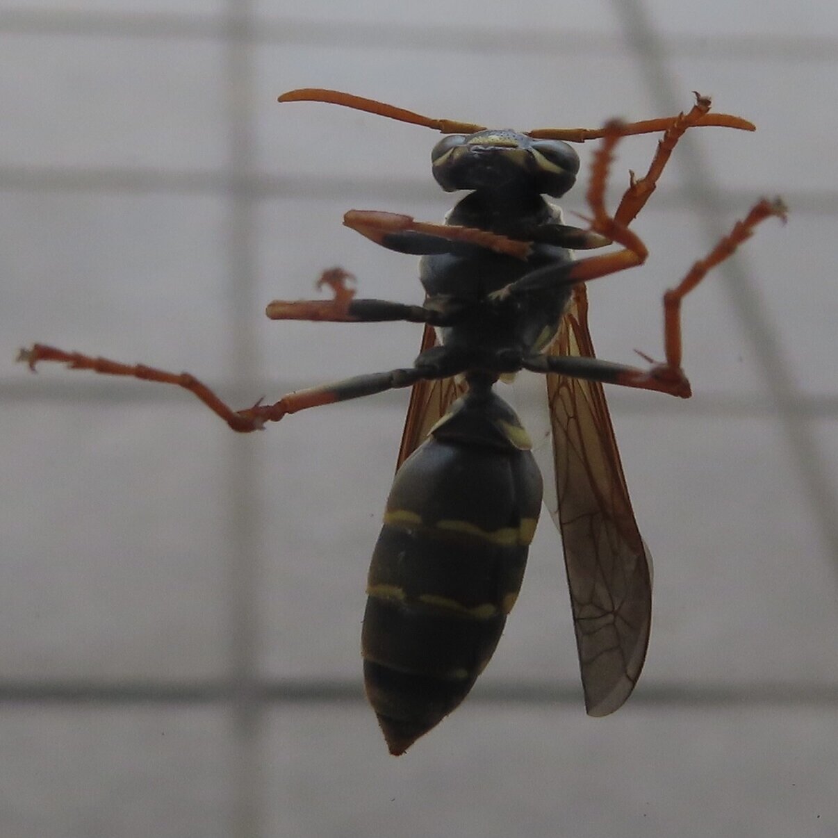 目指せ毒虫フェスティバル アルファポリスで写真投稿中 月澄狸 Note