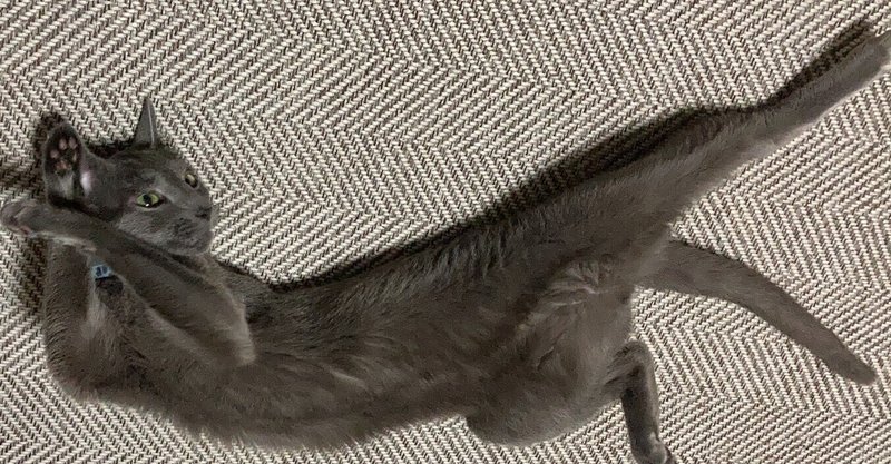 【ムムムムッ！？】⑥1／15・小倉9R（ロシ村ロシ夫の勝負！）｜北斗とにゃむ師匠｜note