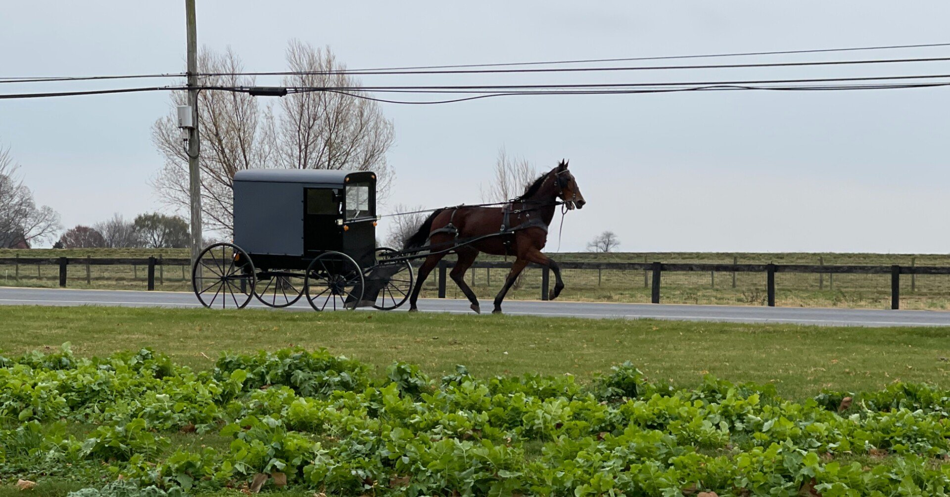 アーミッシュというスローライフな暮らし方｜Suttoco-doccoi