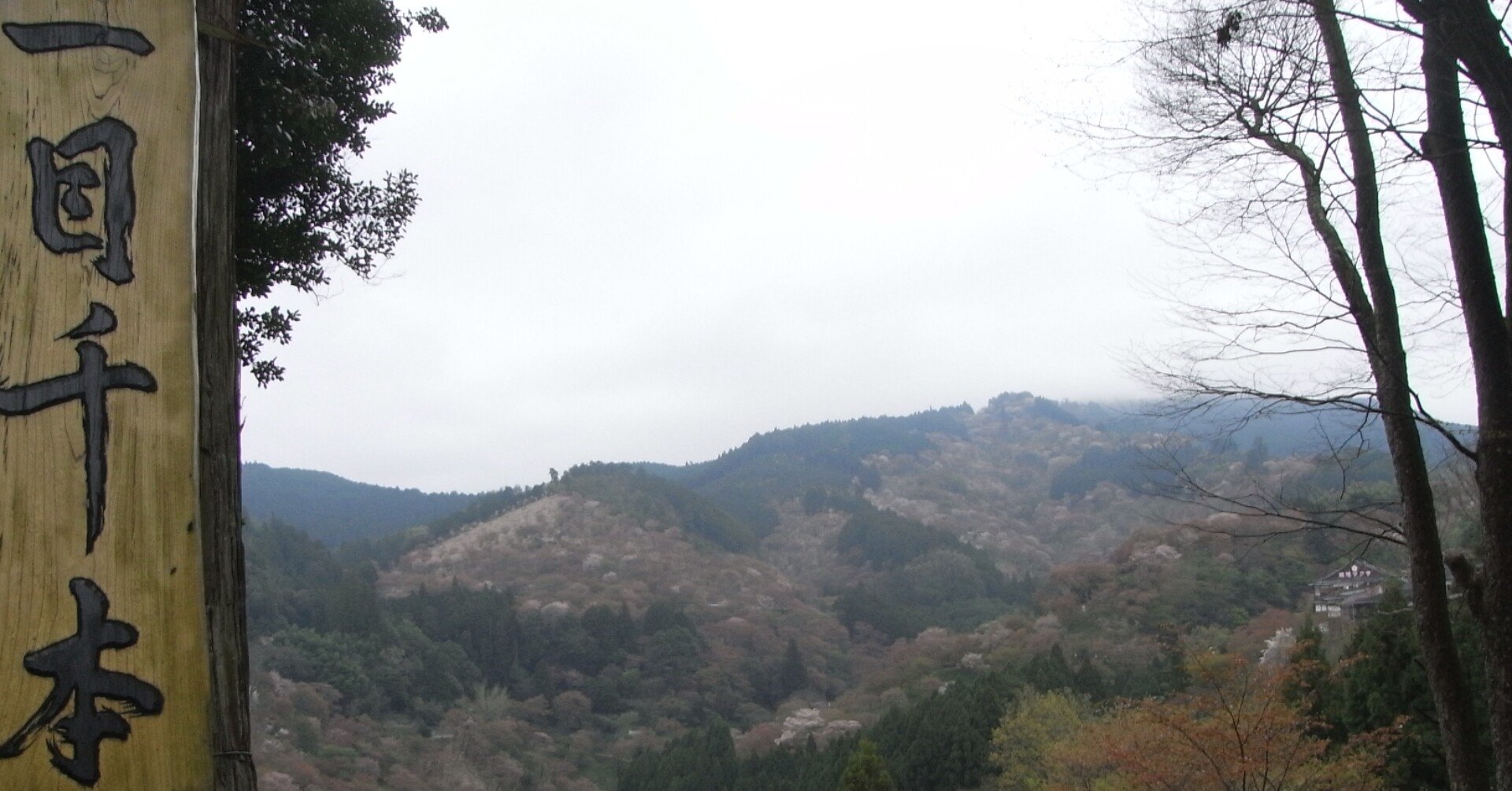 世界遺産！桜の名所「吉水神社」最強の役行者三尊「東南院」復活するか