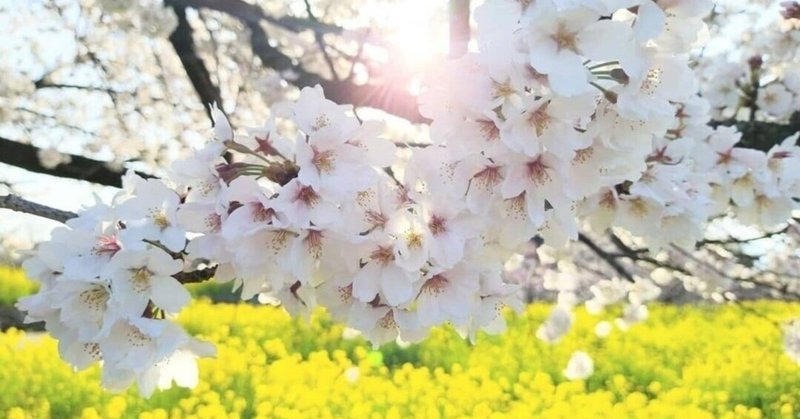 美しい日本語・常初花(とこはつはな)