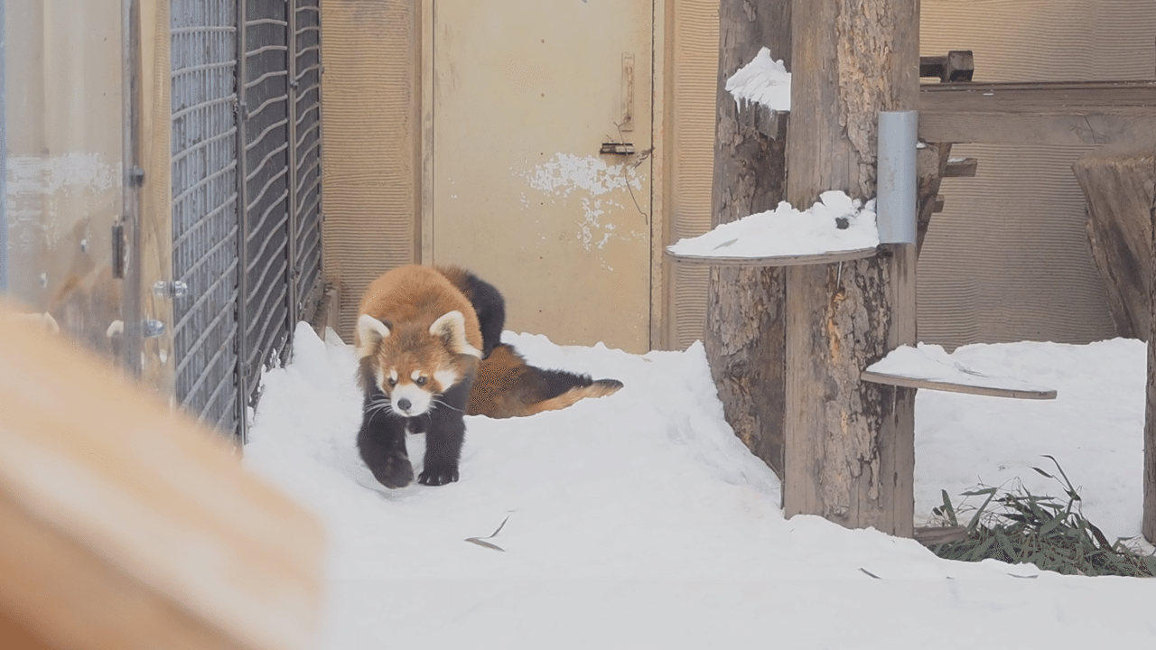 冬の旭山動物園 Yuna 星野リゾート Note