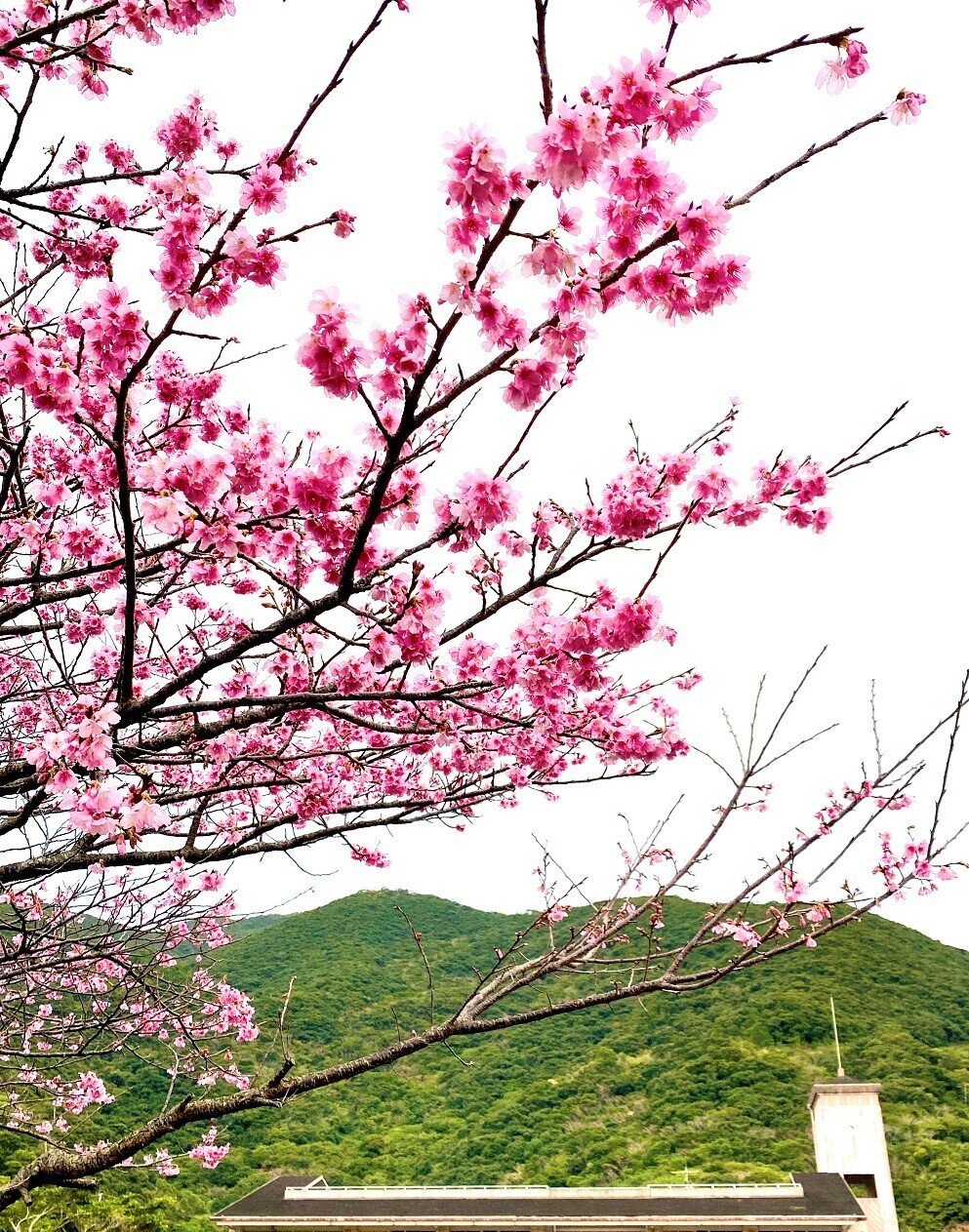 曇り空と花