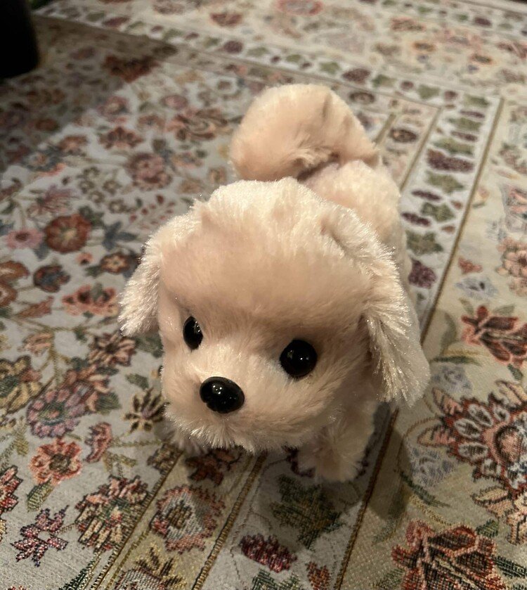 家の近くの古着屋を覗いたら、カウンターに買取り品を持ったお客さんが来て、袋から犬の人形を掴み出した。わぁ可愛い！どうして売ってしまうんですか？と聞いたら、もっと可愛いのを見つけたの、だからいらないの、と。