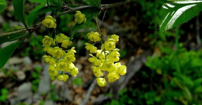 鮮やかな黄花、ヒロハヘビノボラズ