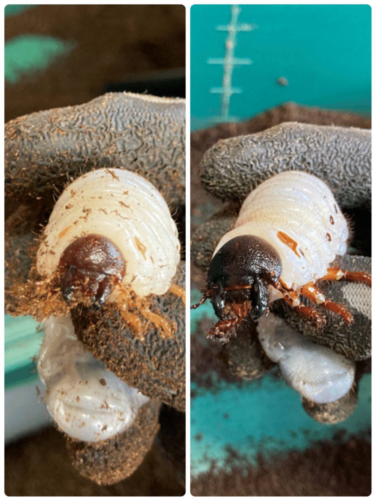 ヘラクレスオオカブト幼虫初令〜3令後期