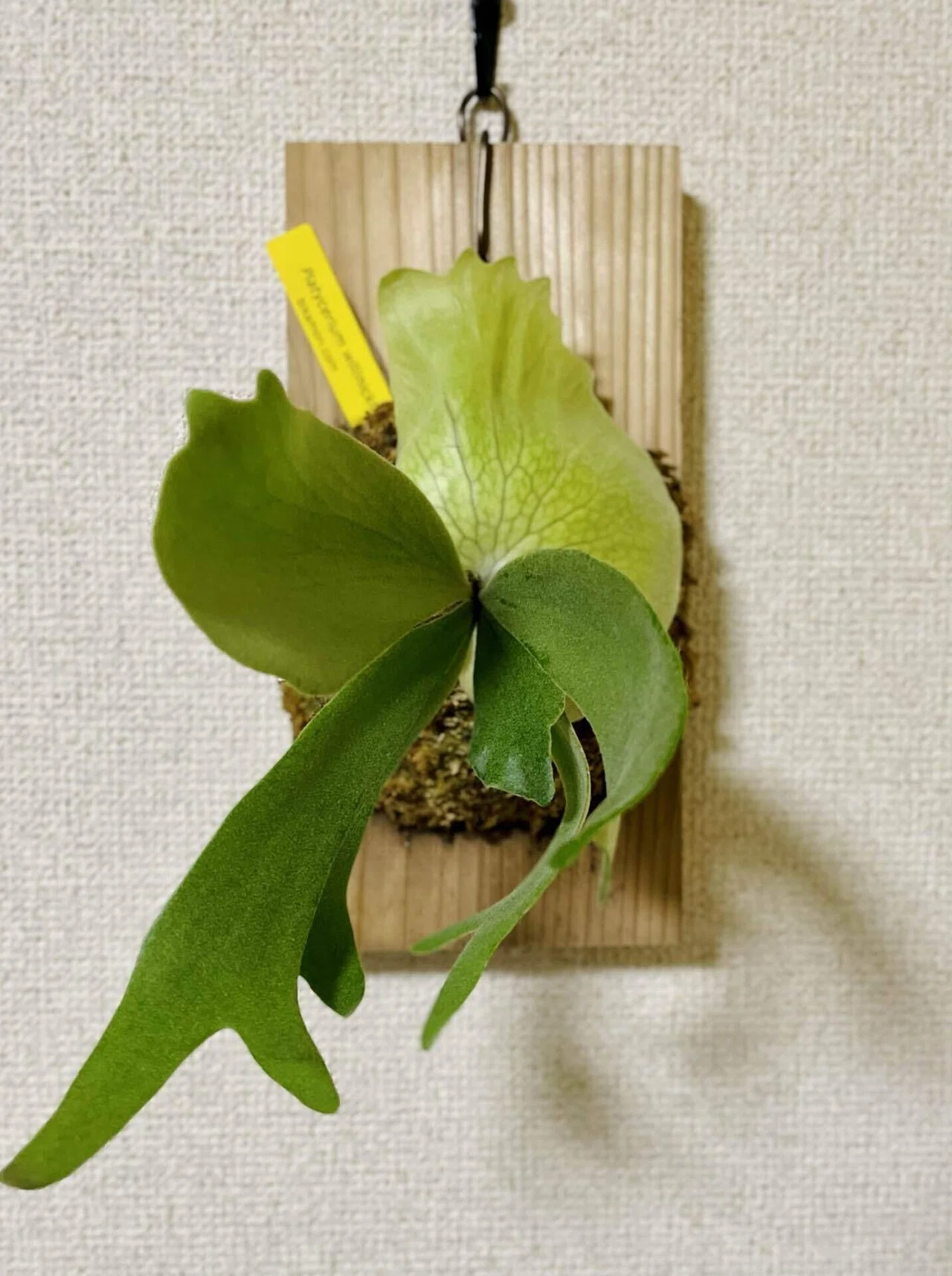 P.willinckii 'HP100'｜松本健太