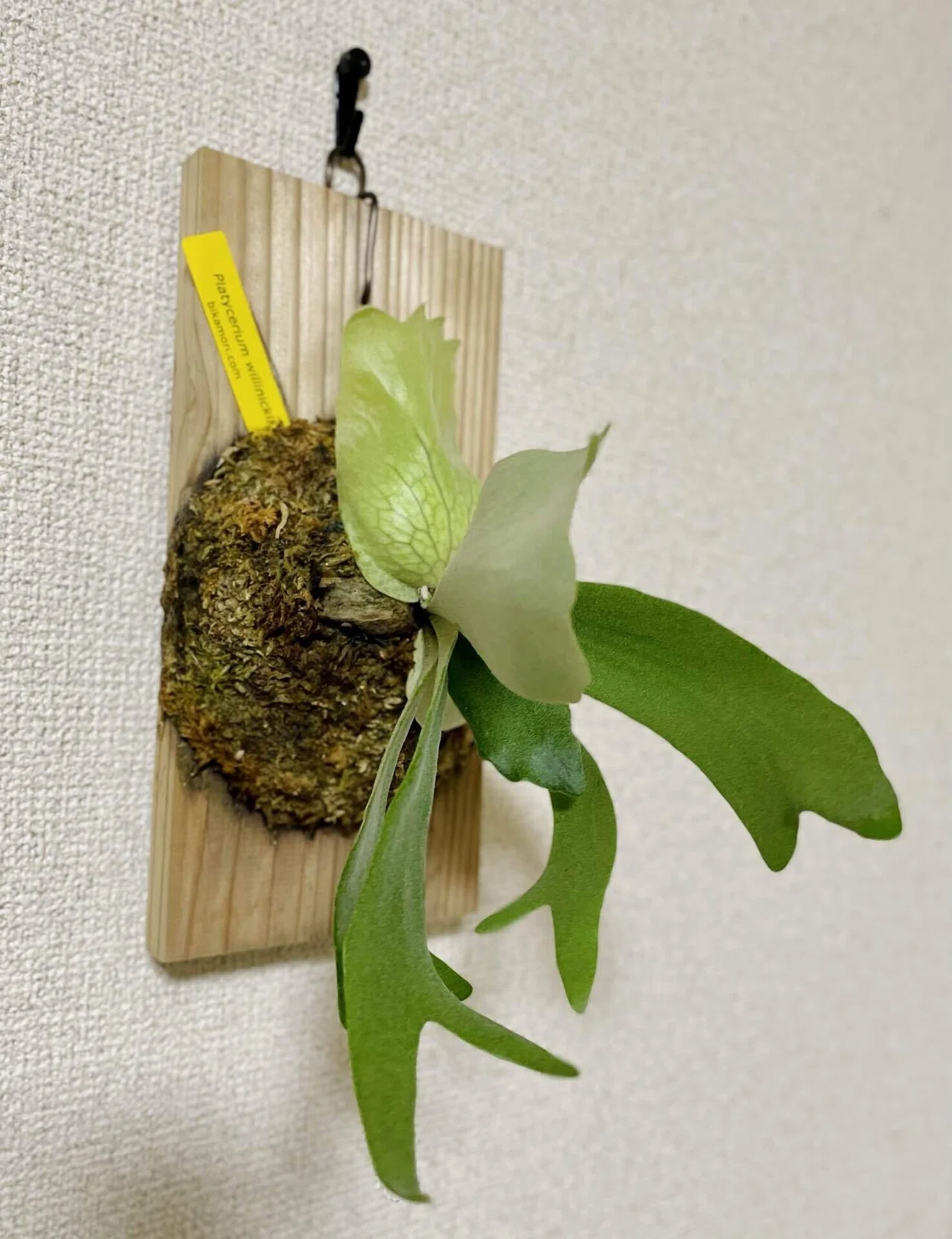P.willinckii 'HP100'｜松本健太