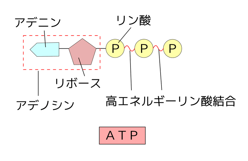 1280px-ATP模式図.svgを拡大表示