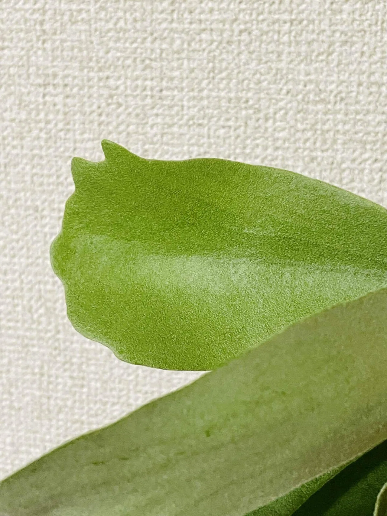P.willinckii 'HP100'｜松本健太