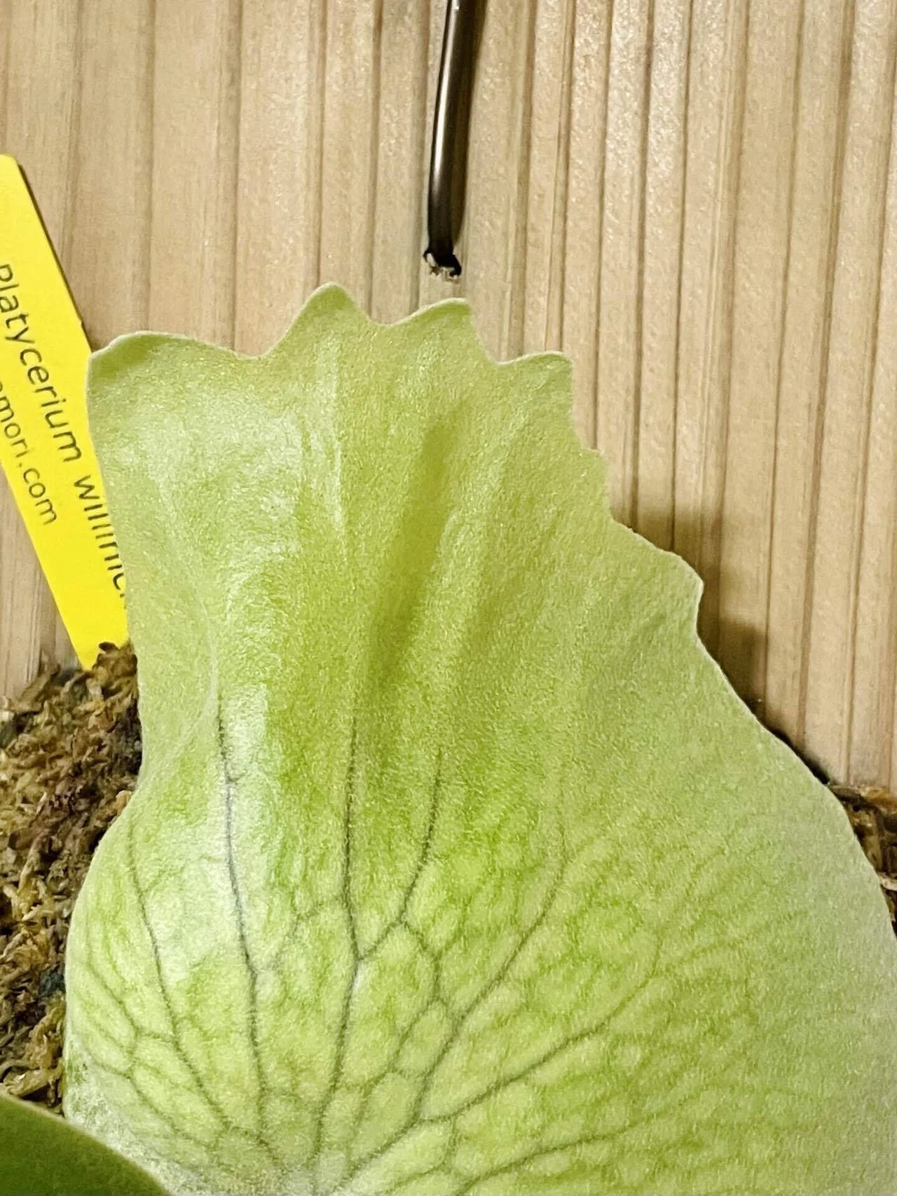 P.willinckii 'HP100'｜松本健太