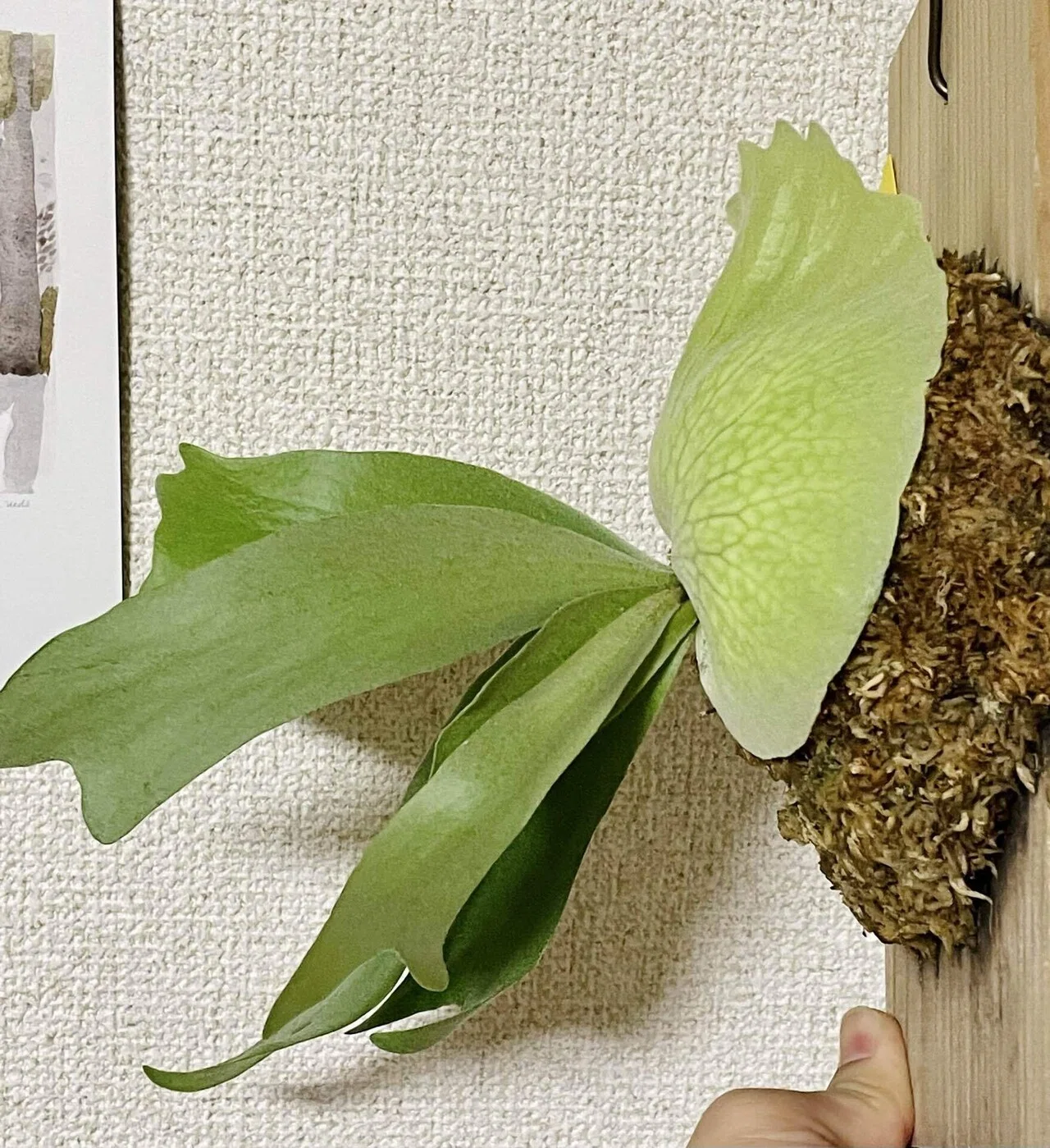 P.willinckii 'HP100'｜松本健太