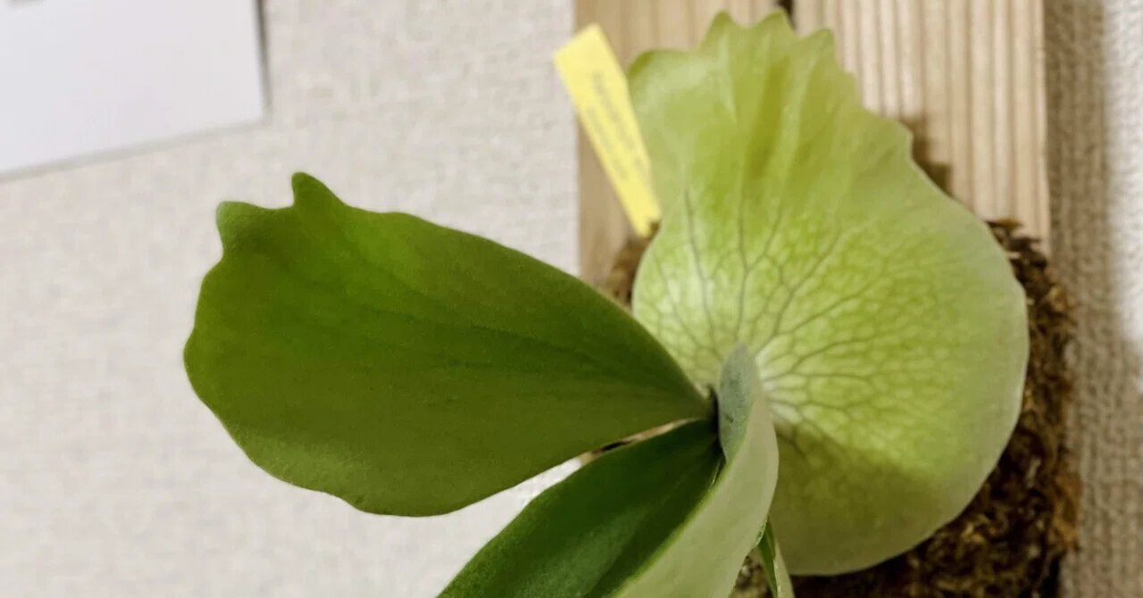 P.willinckii 'HP100'｜松本健太