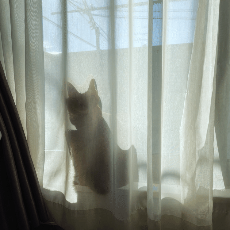 チビの影がカーテンに。耳がちょっと大きくなってる？影も猫はかわいいと思います。