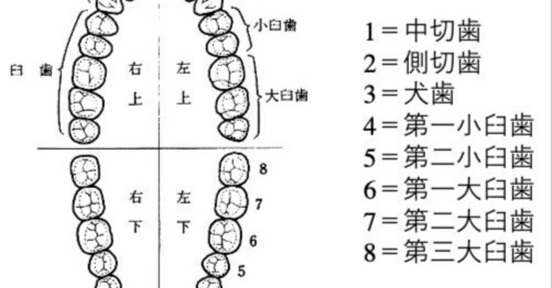 歯の解剖 初級編 〜すべての歯科医療関係者に必要な知識2〜|Dr_Kaku
