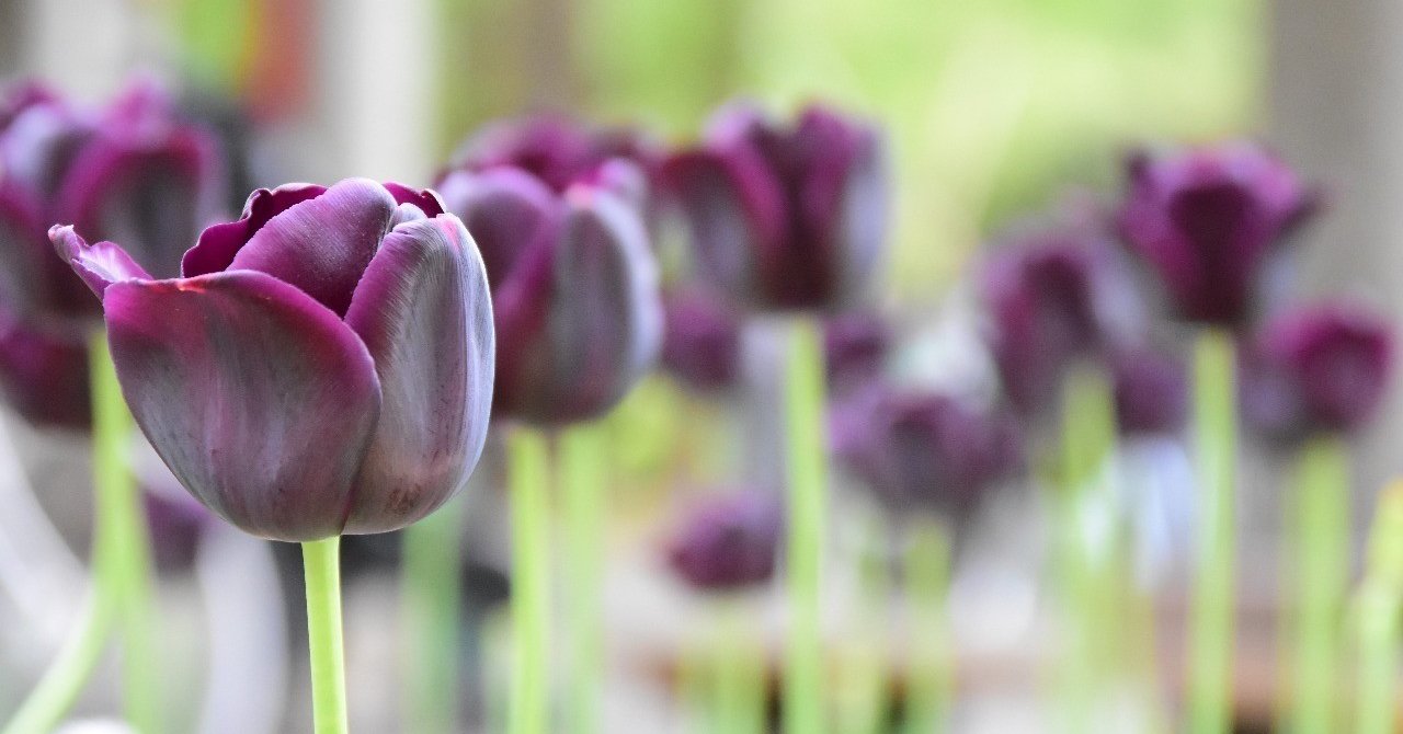 英語をついついローマ字読みするから日本語風の発音になる 三浦陽一 Note 英語をついついローマ字読みするから日本語風の発音になる 三浦陽一 Note