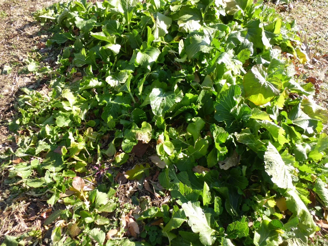 Vegetables Waiting for Spring｜廣瀬豪＠自然栽培研究家