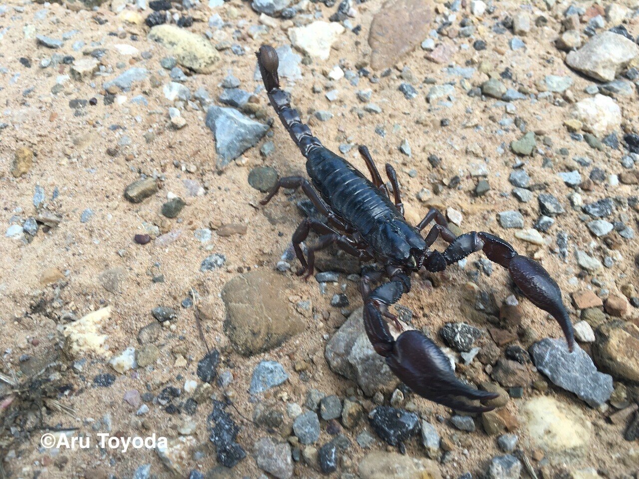 タイサル 第40話 調査地で出会った憧れの奇蟲スペシャル 蟲警報再発令 豊田有 霊長類研究 タイ王国 Note タイサル 第40話 調査地で出会った憧れの奇蟲スペシャル 蟲警報再発令 豊田有 霊長類研究 タイ王国 Note