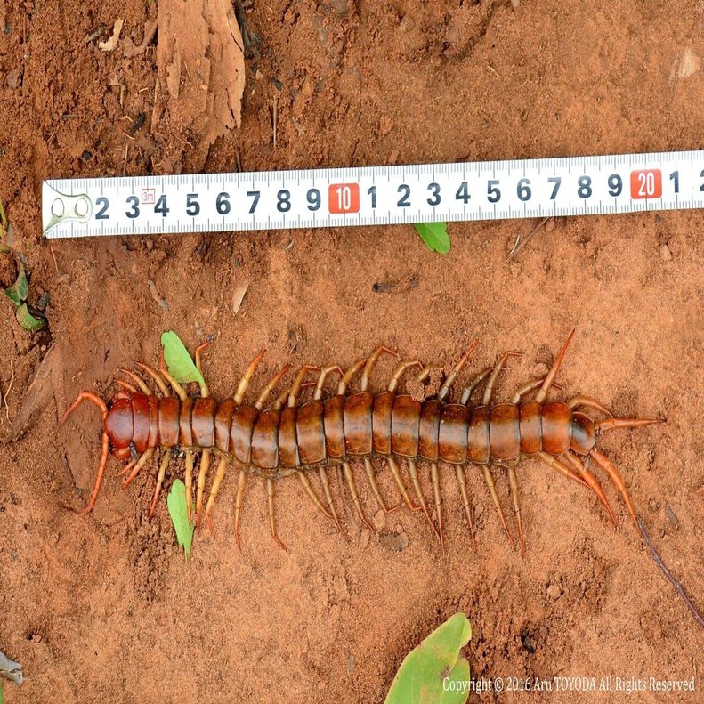 タイサル 第40話 調査地で出会った憧れの奇蟲スペシャル 蟲警報再発令 豊田有 霊長類研究 タイ王国 Note