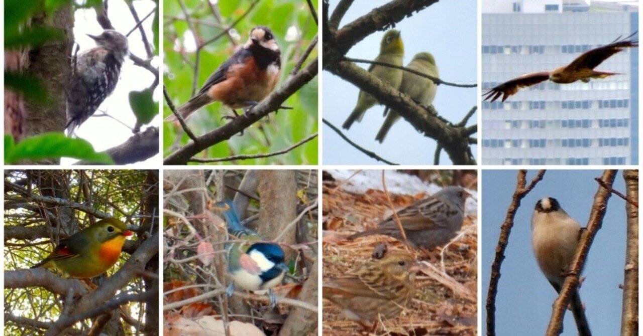 弥勒山で出会った鳥｜kyu3