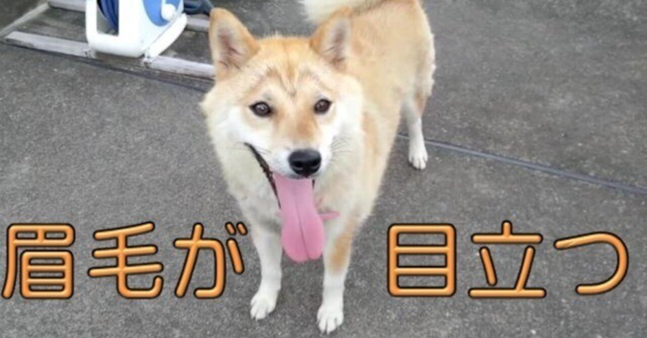 M字眉毛が目立ちすぎる犬 犬山翔太 Note