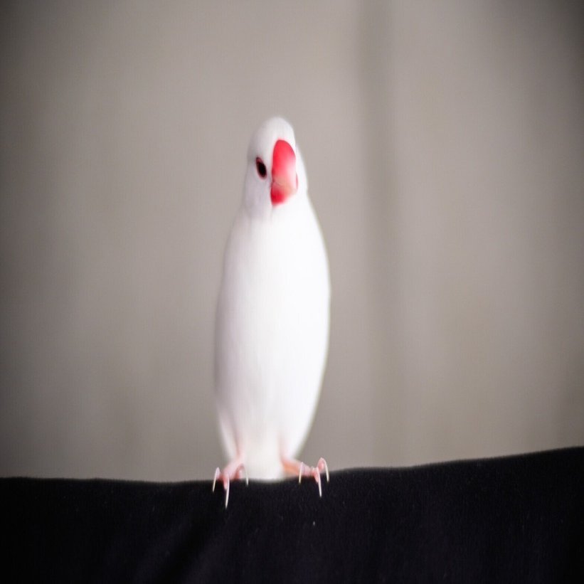 白文鳥とくらす Furubayashi Kaoru Note