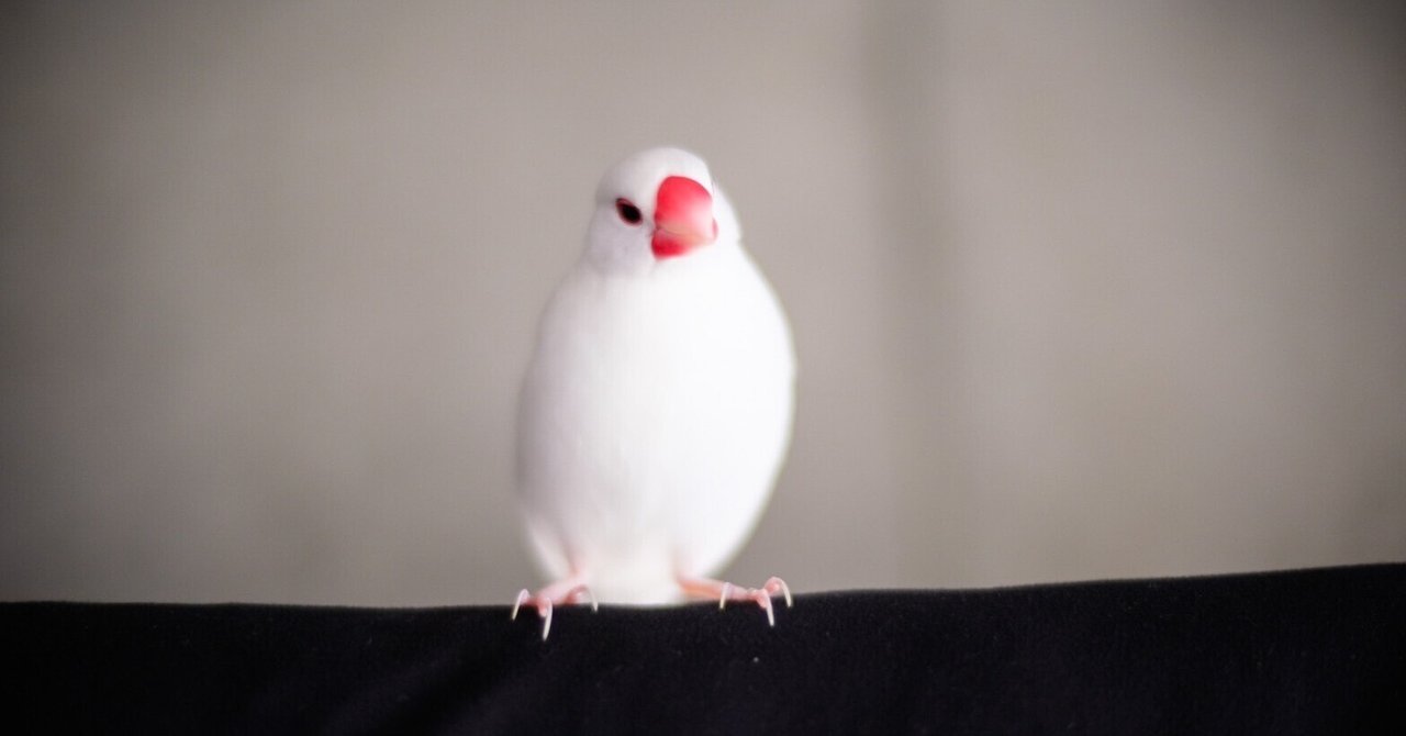 白文鳥とくらす Furubayashi Kaoru Note